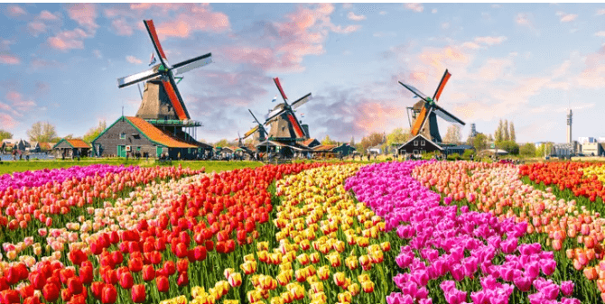 Tulip and Windmills.png